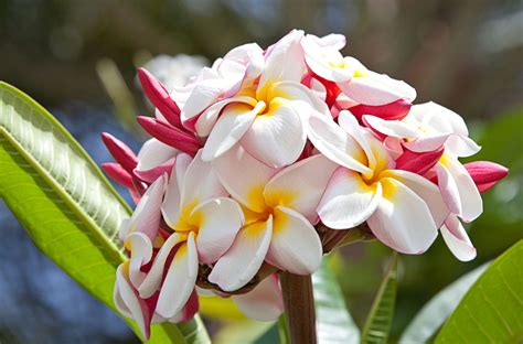 An Astounding List of Hawaiian Flowers With Names And Pictures - Gardenerdy
