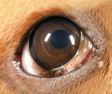 What Causes Third Eyelid In Dogs