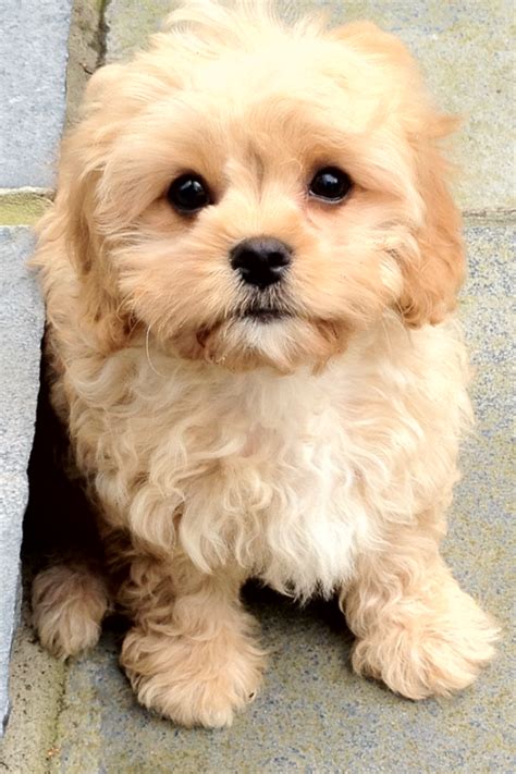 cutest dog breeds