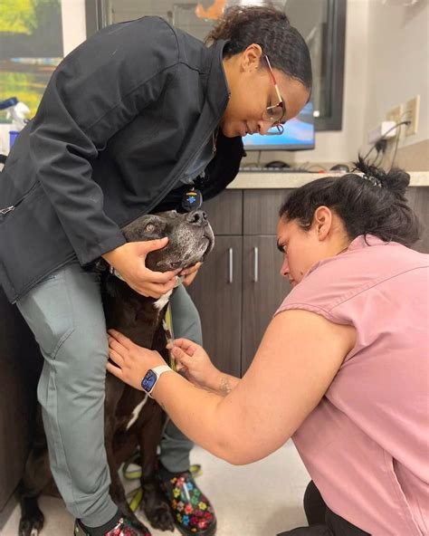 Veterinarian in Reading, MA | Reading Animal Clinic