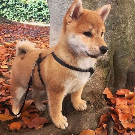 Shiba Inu | Dog Breed Information