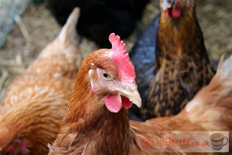 The Chicken Run Archives - LittleStuff
