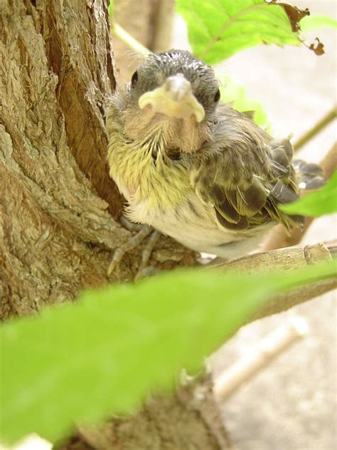 bird   photo  freeimages