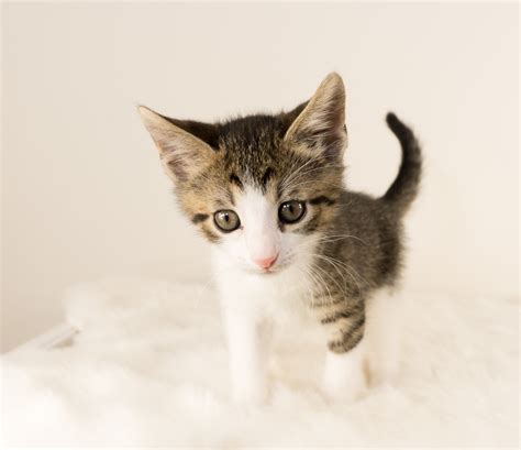 caramel — Mewspaper — Kitten Academy
