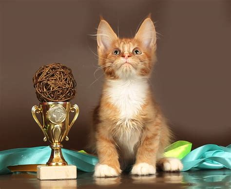 Котята > www.cats-xo.ru