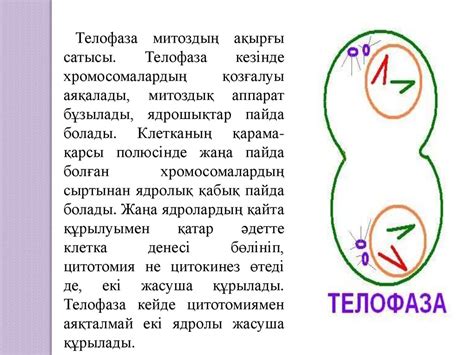 Митоздың биологиялық маңызы - презентация онлайн