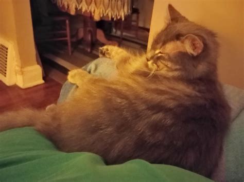 He comes to sleep on my stomach like this everytime I sit in this