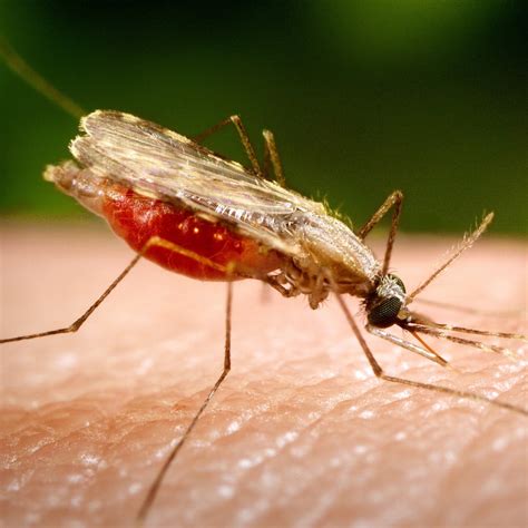 The fight against malaria | Kaggle