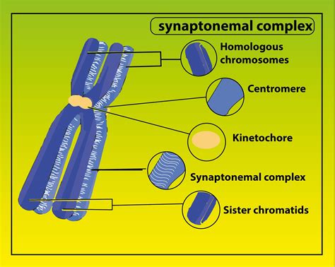 Homologous Chromosomes Migrate To Opposite Poles During 4