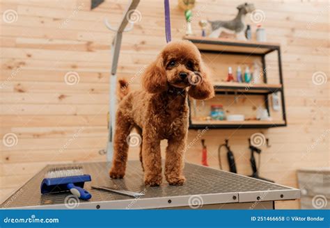 Teacup Poodle Dog on the Grooming Table Waiting a Haircut from Professional Groomer Stock Photo ...