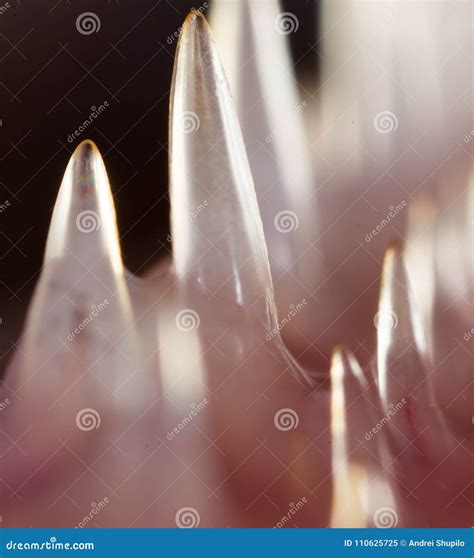 Teeth Pike Fish. Super Macro Stock Image - Image of knife, nature ...