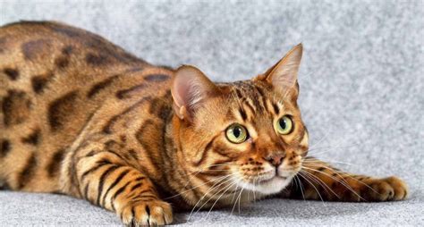 Фото бенгальские коты (35 фото) 🔥 BipBap.ru