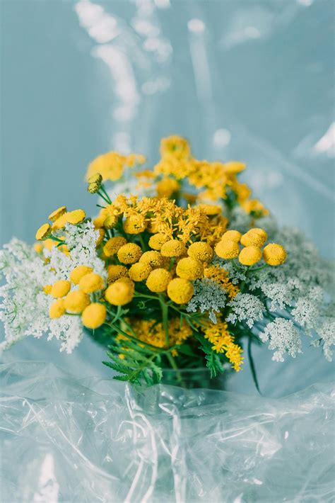 Annabelle+Flowers+Strips+For+Son Photos, Download The BEST Free