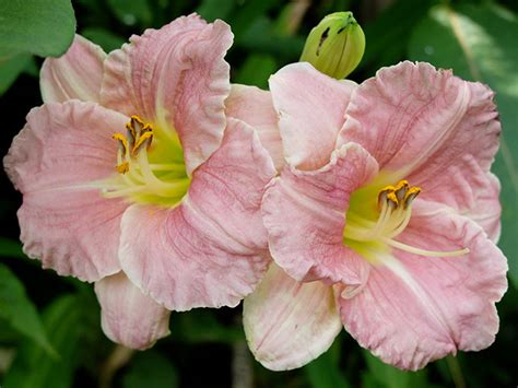 Лилейник Романтик Роуз (Romantic Rose) купить в blumgarden.ru
