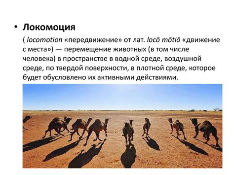 Способы локомоции в животном мире - презентация онлайн