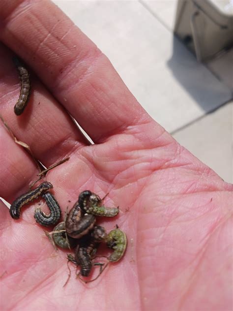 RichMor - Incase anyone is wondering what army worms look like, here