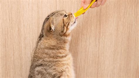 Remédio Caseiro Para Abrir Apetite De Gato - Remédios caseiros para abrir apetite de gato