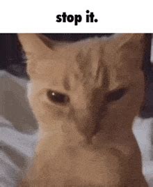 stop stop  gif stop stop   stop discover share gifs