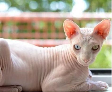 Top 5 Most Cuddly Cat Breeds. Absolutely Amazing and Delightful Cats