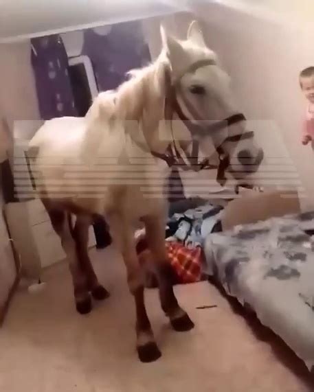 嵐 В Кемерово мужик притащил домой белого коня, чтобы удивить свою жену ...