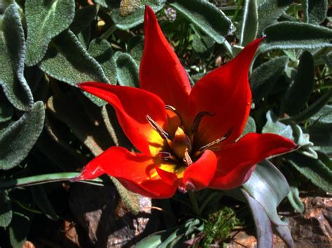 greek flora