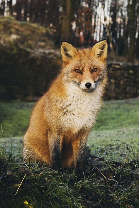 Free Images : wildlife, fauna, red fox, wild animal, vertebrate, animal