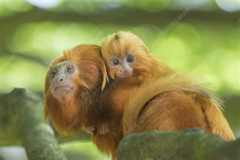 golden lion tamarin stock image  science photo library
