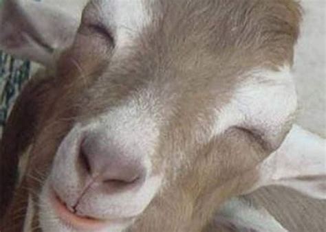 kambing humor kang maman