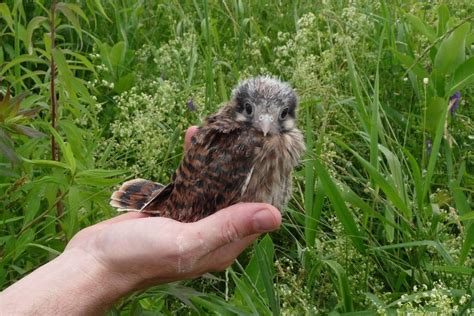 Habitat Improvement Projects - Kestrel Land Trust