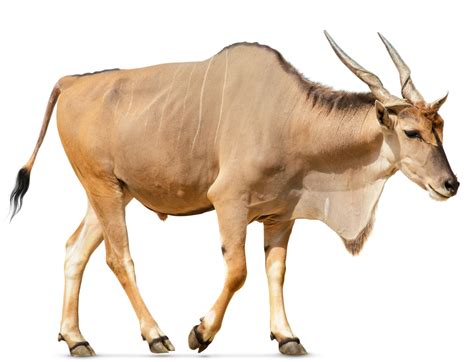 Hoofed Mammals Facts What Are Hooves DK Find Out, 45% OFF