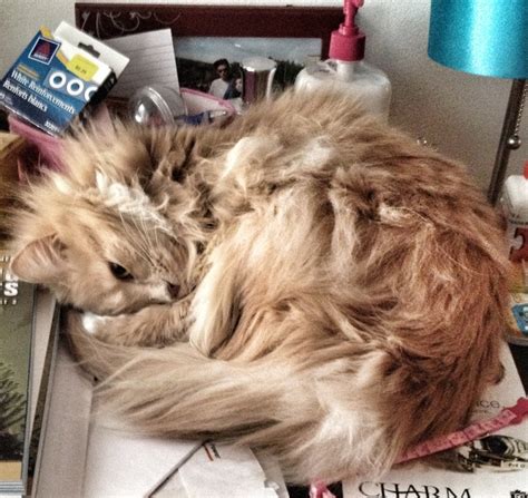 Silly kitty