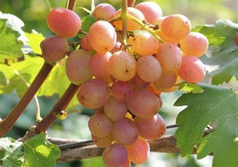 Купить саженцы винограда из питомника "КСП" – доставка почтой, СДЭК