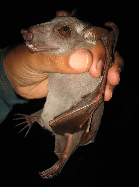 Молотоголовый крылан (лат. Hypsignathus monstrosus)