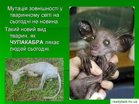 Тваринний світ України - презентация онлайн