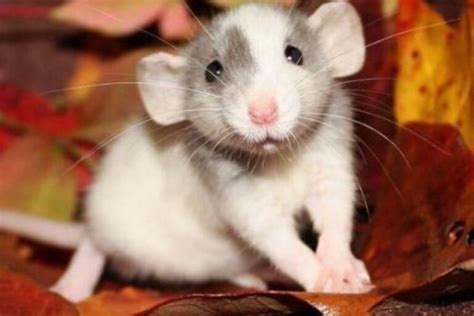types  pet rats breeds colors patterns  fancy rats