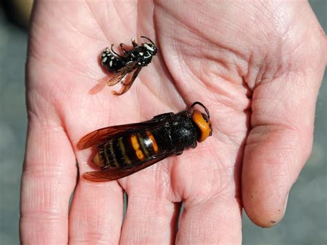 Japanese Honey Bee Vs Giant Hornet