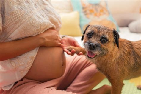 pregnant dogs pictures