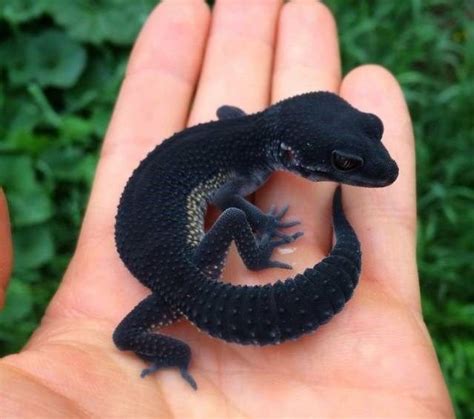 Even Science Knows Very Little About These Very Rare Animals | Cute ...