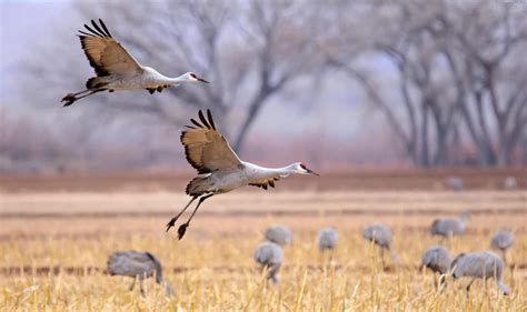 Species Profile: Sandhill Crane | Mossy Oak Gamekeeper