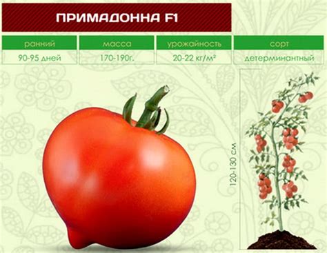 Томат Примадонна: описание сорта помидоров, характеристики. Особенности ...
