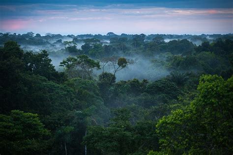 Дождевые леса Амазонии | Rainforest photography, Amazon forest, Amazon ...