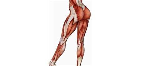 Лучшие упражнения на заднюю поверхность бедра - fitLabs / Ирина Брехт