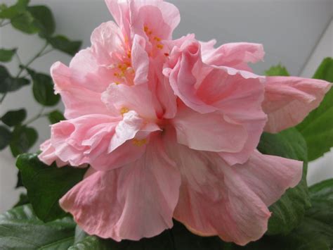 Гибискус сирийский, розовый, махровый (Hibiscus syriacus)