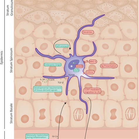 (PDF) Langerhans Cells: Sensing the Environment in Health and Disease