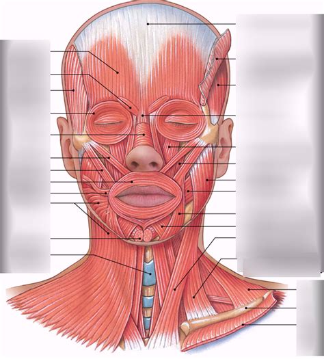 face Diagram | Quizlet