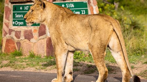Kruger National Park & Panorama Route