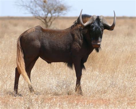 Gnu brunatne - Fakty, dieta, siedlisko i zdjęcia na Animalia.bio
