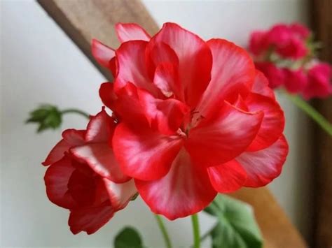 Pelargonium Edwards (36 снимки): описание на пеларгония Blanche и ...