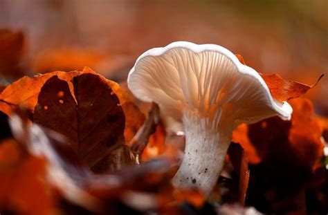 The Deadly Amanita Phalloides: A Poisonous Fungus - Forage Fanatic