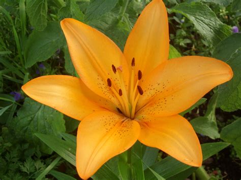 Free Images : petal, botany, yellow, garden, flora, lily blossom